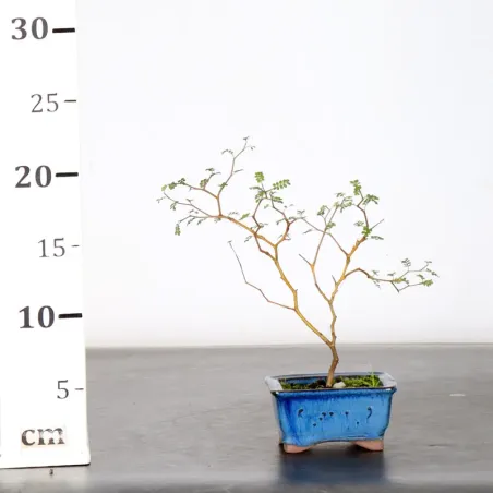 image supplémentaire - SOPHORA JAPONICA "LITTLE...