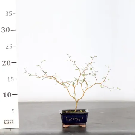 image supplémentaire - SOPHORA JAPONICA "LITTLE...