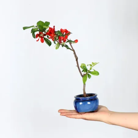 JAPANESE QUINCE "CHAENOMELES JAPONICA" 3-1