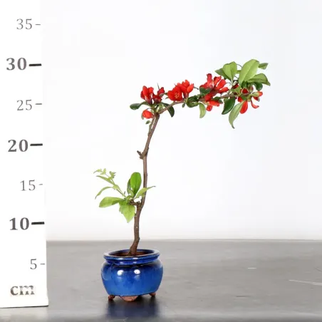 image supplémentaire - JAPANESE QUINCE...