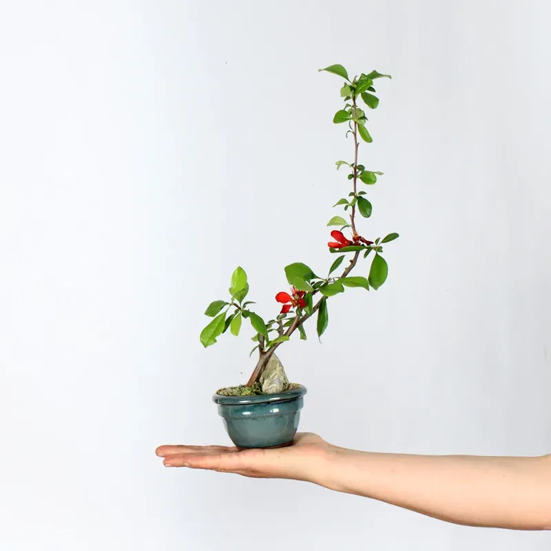 Bonsai Cognassier du Japon