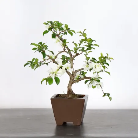 image supplémentaire - COGNASSIER DU JAPON...