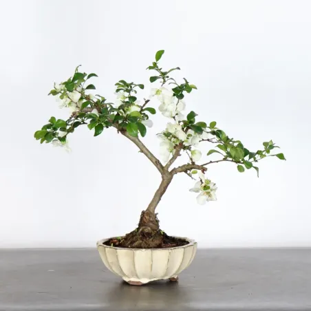 image supplémentaire - JAPANESE QUINCE...