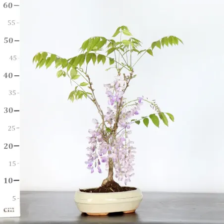 image supplémentaire - GLYCINE "WISTERIA SINENSIS"...