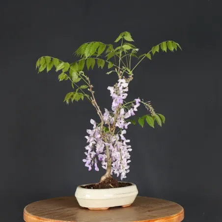 Bonsai Glycine "Wisteria Sinensis"