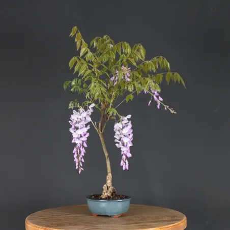 Bonsai Glycine "Wisteria Sinensis"