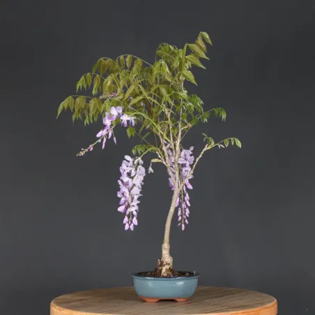 image supplémentaire - GLYCINE "WISTERIA SINENSIS"...