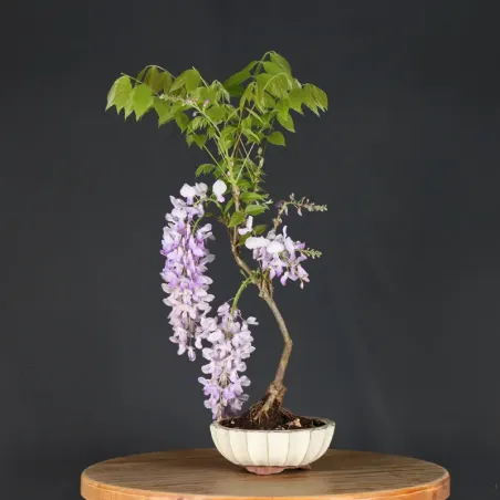 Bonsai Glycine "Wisteria Sinensis"