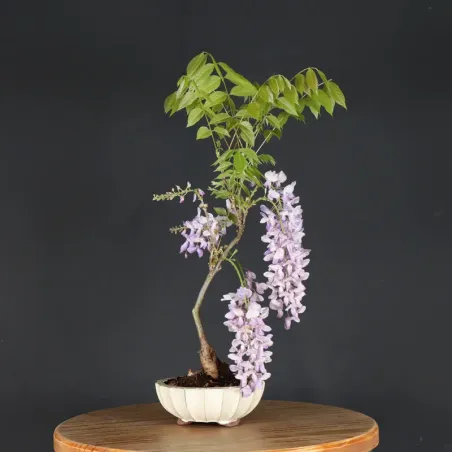 image supplémentaire - GLYCINE "WISTERIA SINENSIS"...