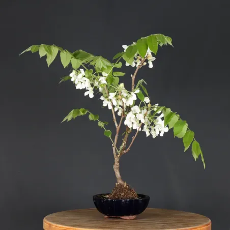 Bonsai Glycine "Wisteria Sinensis"