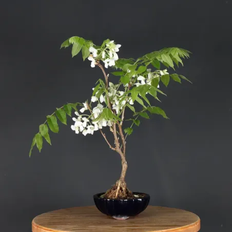 image supplémentaire - GLYCINE "WISTERIA SINENSIS"...