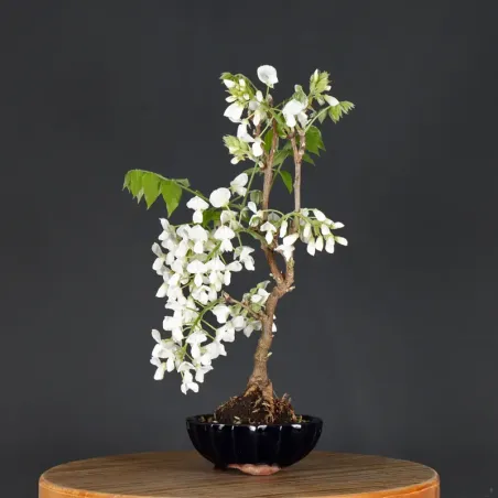 GLYCINE "WISTERIA SINENSIS" 1-5