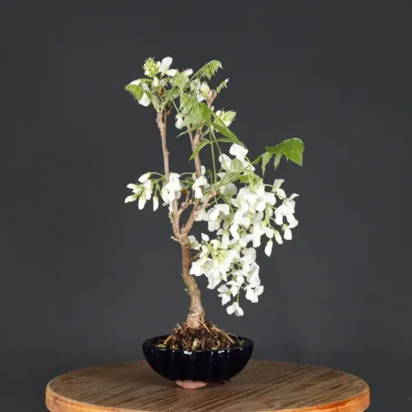 image supplémentaire - GLYCINE "WISTERIA SINENSIS"...