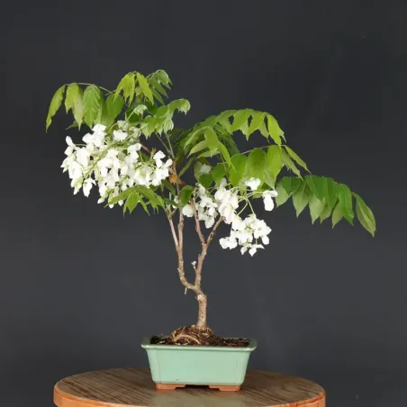 GLYCINE "WISTERIA SINENSIS" 1-6