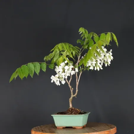 image supplémentaire - GLYCINE "WISTERIA SINENSIS"...