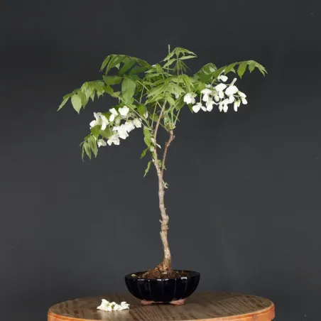 GLYCINE "WISTERIA SINENSIS" 1-7