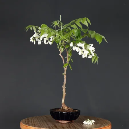 image supplémentaire - GLYCINE "WISTERIA SINENSIS"...