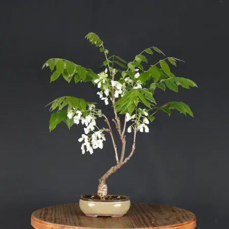 GLYCINE "WISTERIA SINENSIS" 1-8