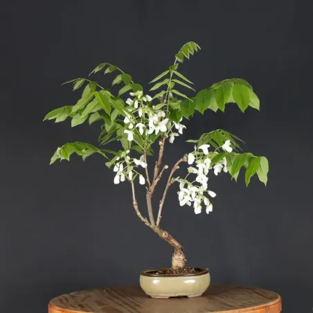 image supplémentaire - GLYCINE "WISTERIA SINENSIS"...