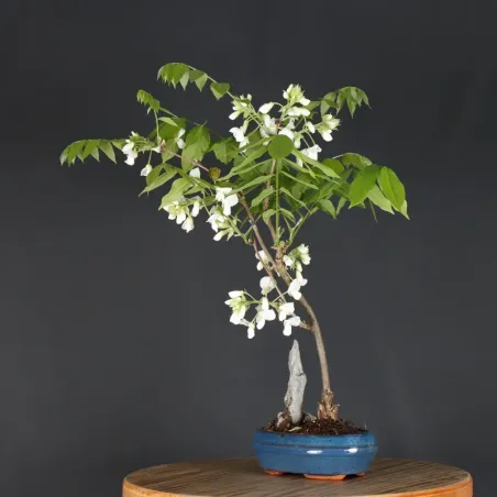 GLYCINE "WISTERIA SINENSIS" 1-9