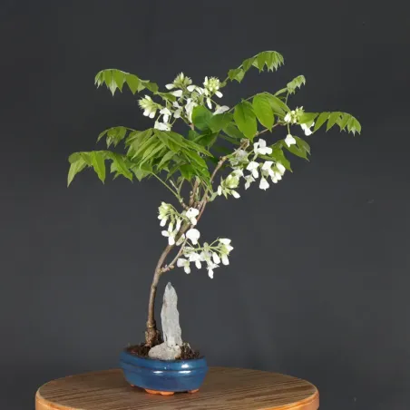 image supplémentaire - GLYCINE "WISTERIA SINENSIS"...