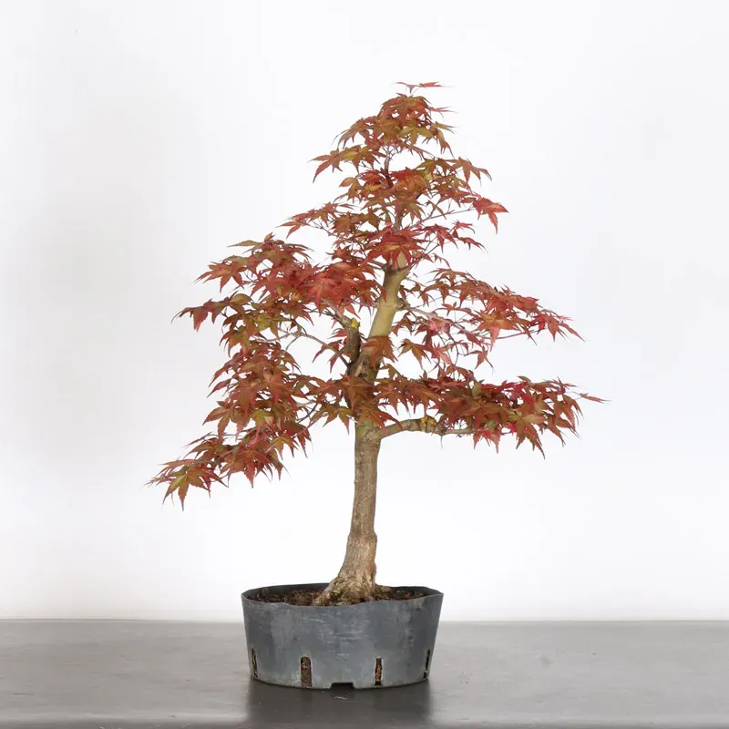 JAPANESE RED MAPLE "ACER DESHOJO" 1-5