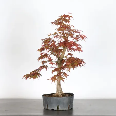 image supplémentaire - JAPANESE RED MAPLE "ACER...