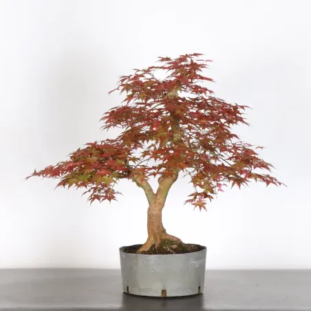 image supplémentaire - ÉRABLE ROUGE DU JAPON "ACER...