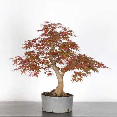 JAPANESE RED MAPLE "ACER DESHOJO" 1-6