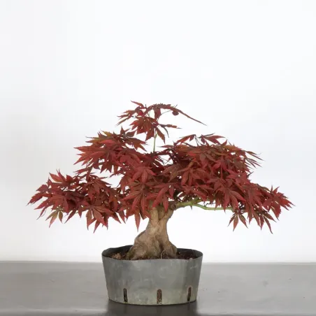 Bonsai Erable Palmatum Atropurpureum AA-1-1
