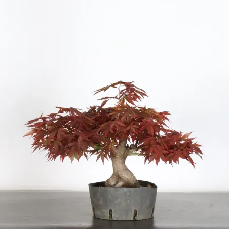 image supplémentaire - érable du japon " acer...