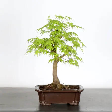 JAPANESE MAPLE "ACER PALMATUM" 1-3