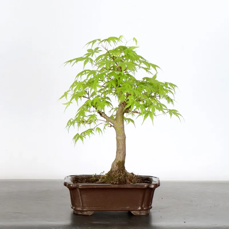 image supplémentaire - ERABLE DU JAPON "ACER...