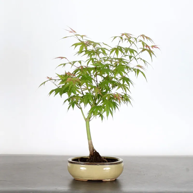 Bonsai Acer Palmatum AP-1-5