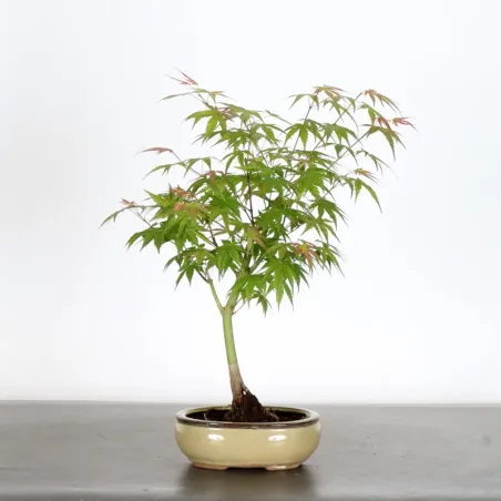 Bonsai Acer Palmatum AP-1-5