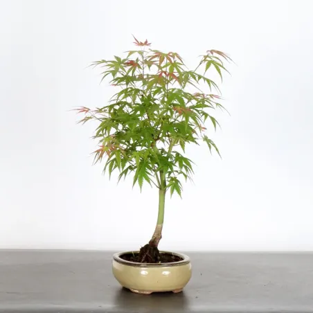 image supplémentaire - JAPANESE MAPLE "ACER...