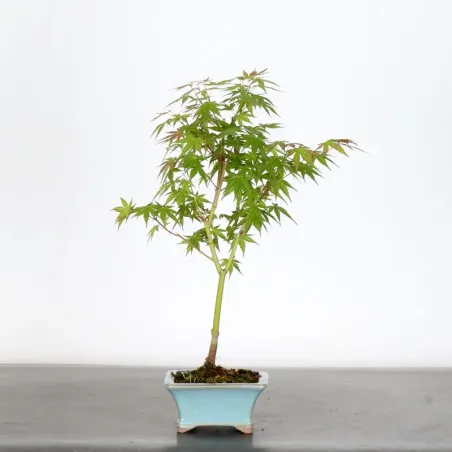 image supplémentaire - ERABLE DU JAPON "ACER...