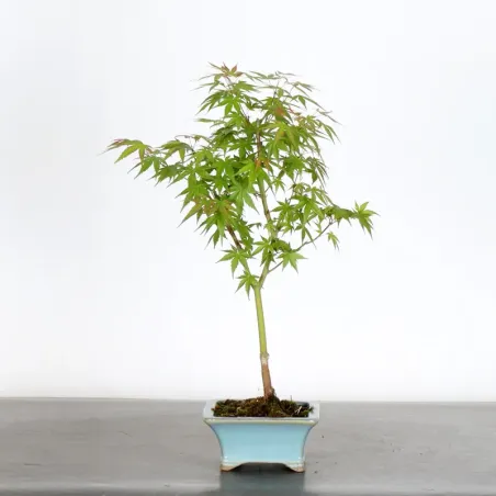 JAPANESE MAPLE "ACER PALMATUM PHOENIX" 1-12