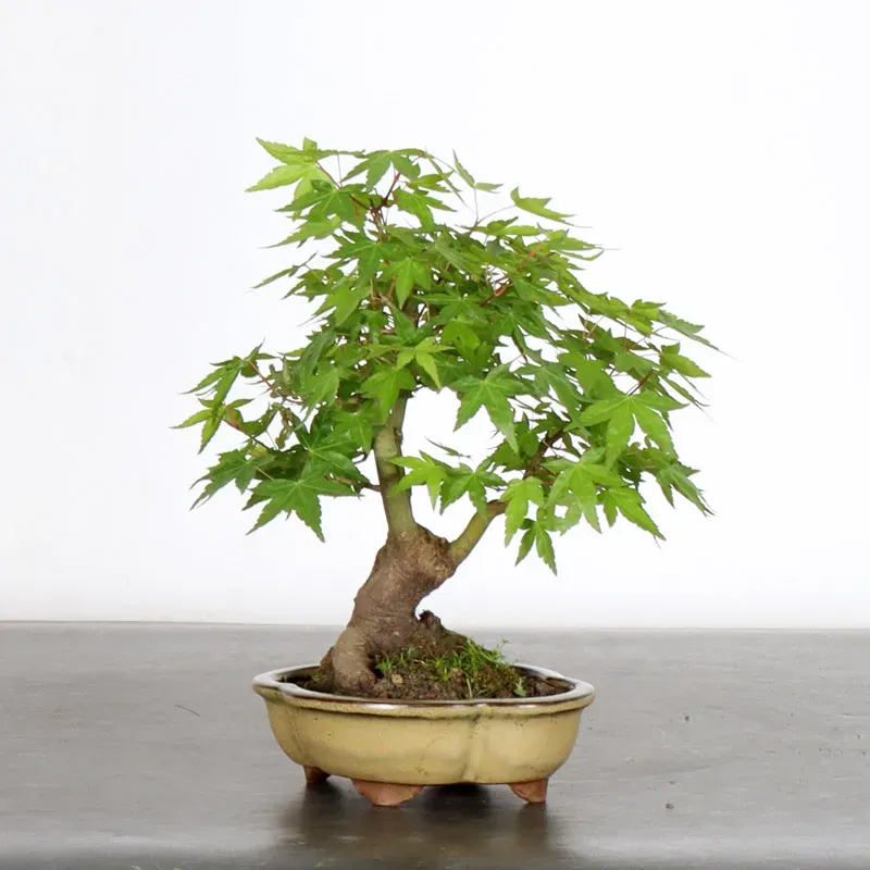 image supplémentaire - ERABLE DU JAPON "ACER...