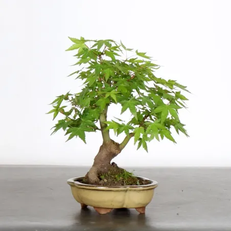 image supplémentaire - JAPANESE MAPLE "ACER...