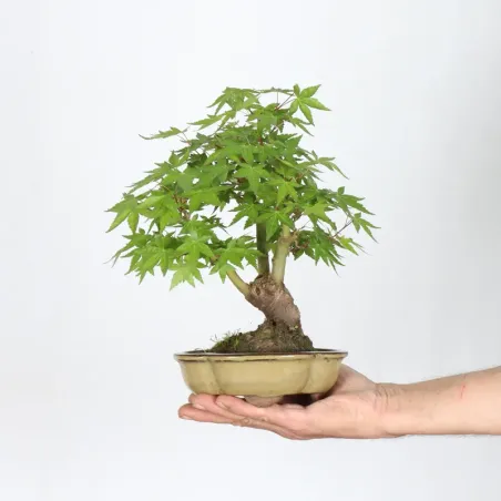 Bonsai Acer Palmatum AP-1-15