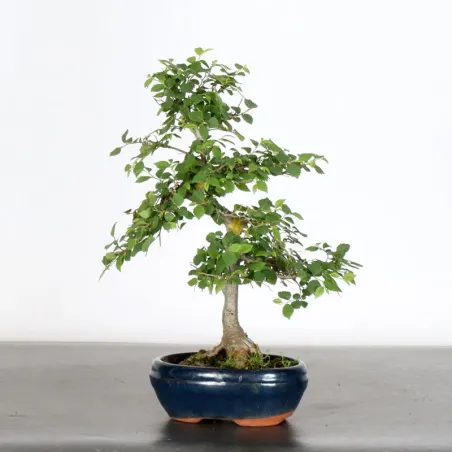 image supplémentaire - Siberian elm "ulmus pumila"...