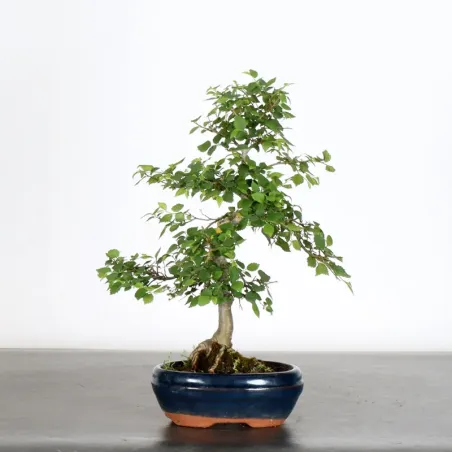 Bonsai Orme de Chine OR-1-1