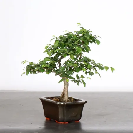 image supplémentaire - Orme de sibérie "ulmus...