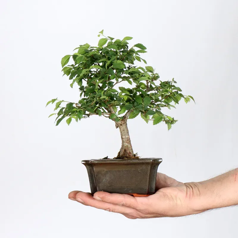 Bonsai Chinese Elm OR-1-3