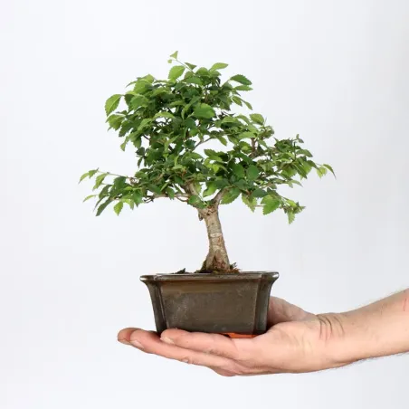 Bonsai Chinese Elm OR-1-3