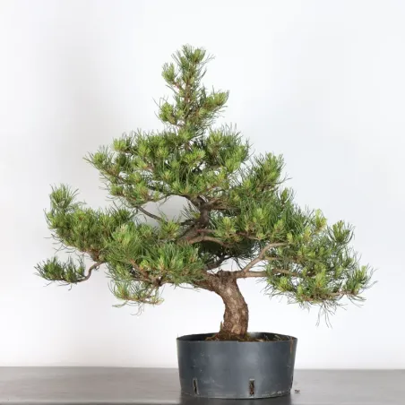 Pin mugo bonsai PM-1-6