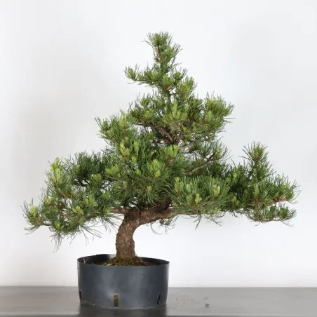 image supplémentaire - PREBONSAI PIN MUGO 1-6