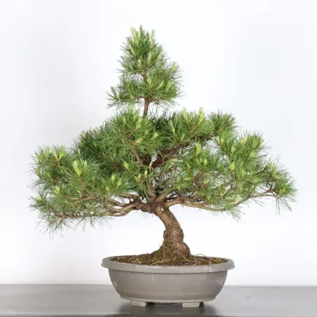 Pin mugo bonsai PM-1-11