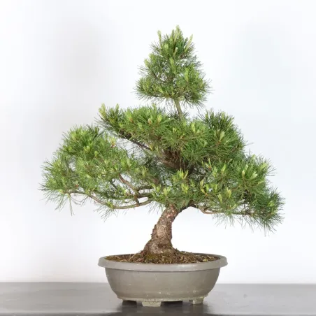 image supplémentaire - BONSAI PIN MUGO 1-11
